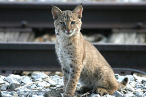 ETSU, Holston Army Ammunition Plant complete flora, animal species survey