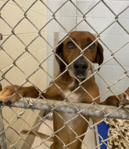 Lots of new arrivals at animal shelter looking for homes