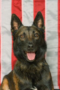 Fleeing suspect is introduced to K9 officer with Washington County, Virginia