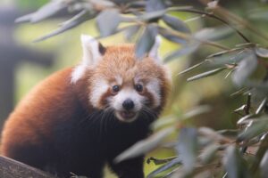 Zoo Knoxville red panda cub named after ETSU professor